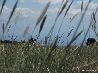 nte Nero delle Concazze-30-06-2013 11-36-30